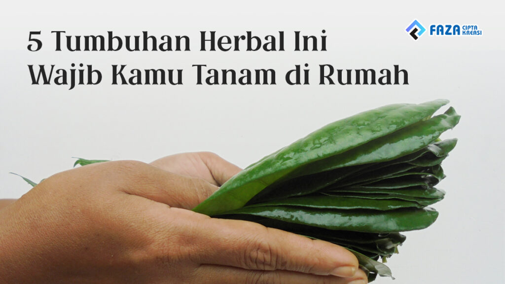 5 tumbuhan herbal ini wajib kamu tana, di rumah